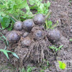 四川芦山黑金刚土豆品质优良