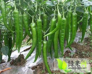 2014年河南通许羊角椒价格