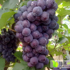 河北永年藤稔葡萄味甜可口，风味纯正，品质极佳