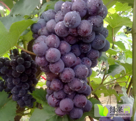 2014年河北永年藤稔葡萄价格