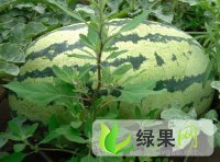 2014年山西应县西农8号价格