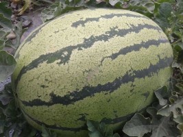 甘肃靖远金城5号西瓜何去何从