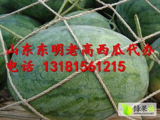 2014年山东东明冠龙价格