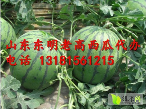 2014年山东东明地雷瓜价格