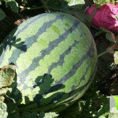 2014双城西瓜现在订货有惊喜