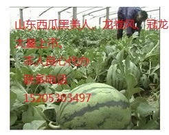 2014年山东东明冠龙价格
