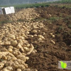 山东滕州荷兰十五土豆上货量大