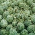 河南通许花皮无籽西瓜假一赔十