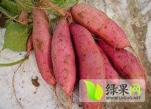 泊头富镇王占辉7月龙署九号红薯