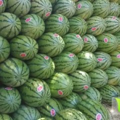 靖远高湾陈国金7月硒砂瓜西瓜