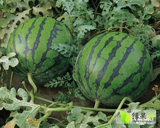 花皮长瓜价格