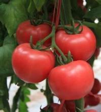 2014东昌府西红柿收购工作全面开展