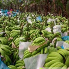 广西西乡塘威廉斯香蕉香甜可口