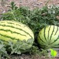 忻府北义王伟杰7月冠龙西瓜