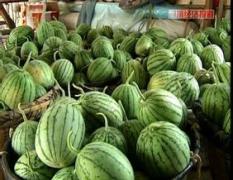 内蒙古科尔沁西瓜 已经上市4毛钱一斤