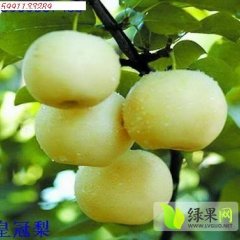 大荔范家张贺军7月皇冠梨