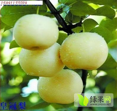 2014年陕西大荔皇冠梨价格