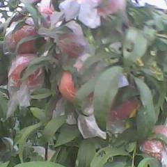 大荔范家张贺军7月红不软蜜桃