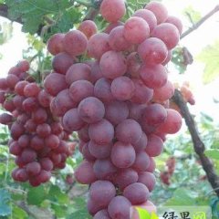 2014大荔葡萄走过路过不要错过