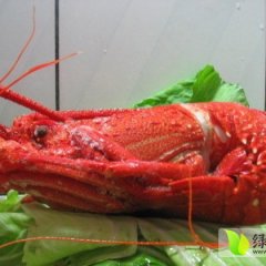 山东曹县供应大量田地里野生的龙虾