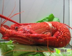山东曹县供应大量田地里野生的龙虾