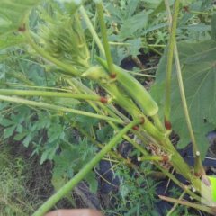 黄秋葵每天上货在3000-4000斤左右