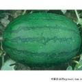 东明西瓜大量上市、皮质优良！
