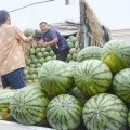 2015长岭西瓜价格波动不大