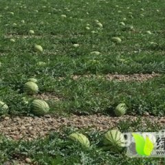 西瓜皮薄肉甜，无添加，无激素，是纯绿色产品