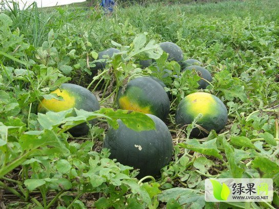 黑皮无籽价格