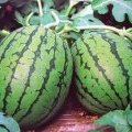 河南涧西花皮无籽西瓜名优产品
