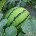 忻府西瓜，大棚时令蔬菜，西红柿