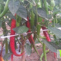 阳信辣椒早买早赚,阳信秘元堂诚信合作