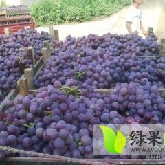 山东曲阜巨峰葡萄品质优良