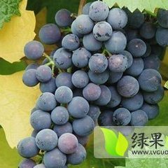 平邑下坡林青峰7月京亚葡萄