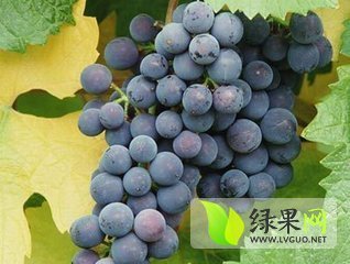 2014年山东平邑京亚葡萄价格