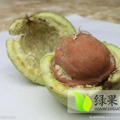 2014大荔核桃抓住商机无限