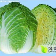 河北蔚县麻田岭大白菜代收配货站