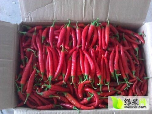 美人椒价格