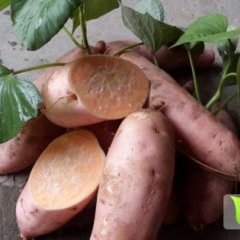 河北威县烟薯25红薯假一赔十