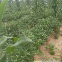 单县黄岗张勇7月线椒辣椒