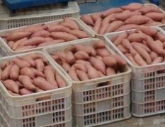 北京新发地常年专业批发红薯