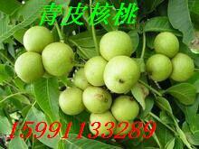 2014年陕西大荔青皮核桃价格