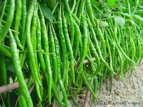 中牟韩寺韩得胜7月线椒辣椒