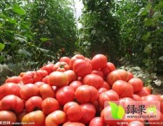 中牟西红柿粉红、硬果,韩寺蔬菜市场诚信合作