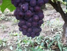 自家种植的三千亩京亚葡萄 不收代办费