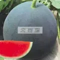 湖北钟祥黑皮无籽西瓜陈诏波