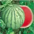 钟祥官庄湖花皮无籽西瓜 陈诏波