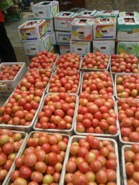 2014绛县西红柿现在订货有惊喜