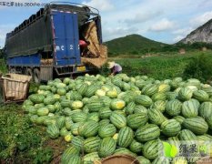 奈曼旗西瓜果肉红，口味极佳，糖度高